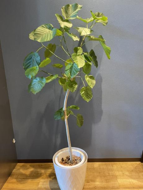 観葉植物【ウンベラータ】鉢カバー付き | HANAICHI